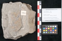 Foto (Objekt + Etikett) von Cassia hyperborea Unger (NHMW-GEO-2024-0188-8050)